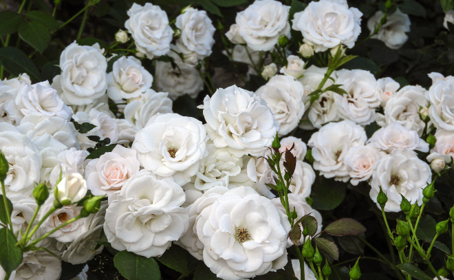 «Монрепозы»: белоснежные цветы появились на Елисейских полях в главном парке Выборга