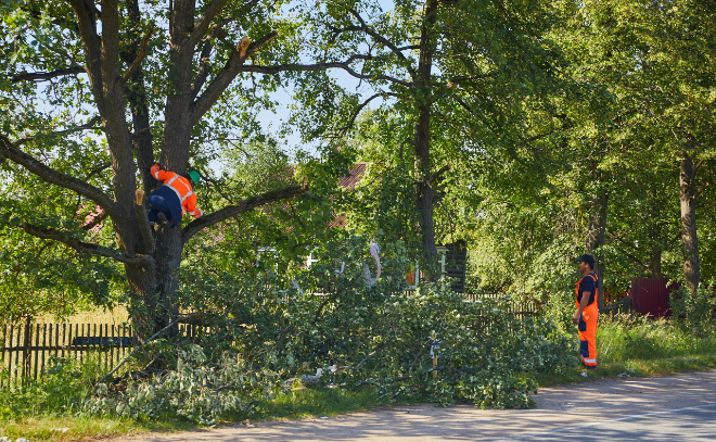 Обновление Ульяновского шоссе начали с очистки кюветов и обрезки деревьев
