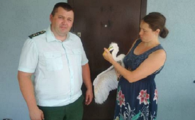 Жители деревни Медвежья Кара спасли белую цаплю с поврежденным крылом
