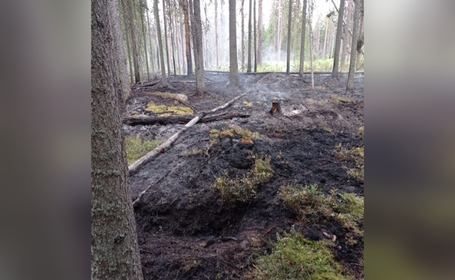 Злоумышленники подожгли лес в заказнике «Кивипарк» в Ленобласти