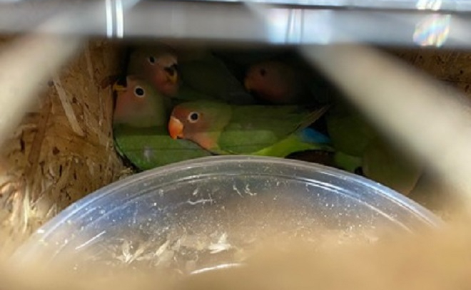 В Пулково прилетели более 500 красочных попугаев из Киргизии