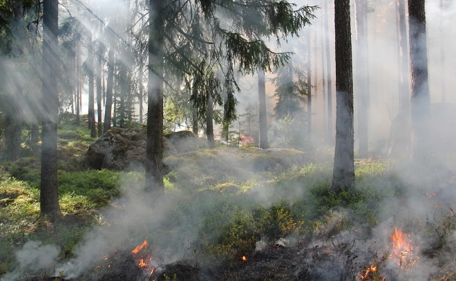 В Ленобласти в этом году лесные пожары в среднем не превышают одного гектара
