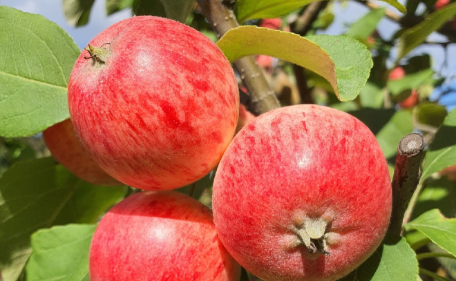 Яблочный спас в Монрепо: топиарный сад откроют на один день, чтобы раздать посетителям плоды