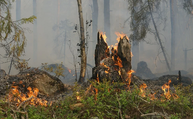 С начала года в Ленобласти потушили 433 лесных пожара