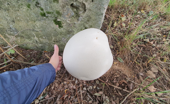 Любитель тихой охоты нашёл в лесу Тосненского района огромный гриб