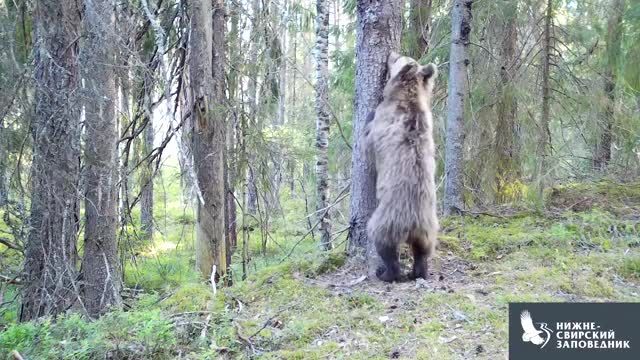 У чесального дерева в Нижне-Свирском заповеднике замечен незнакомый медведь