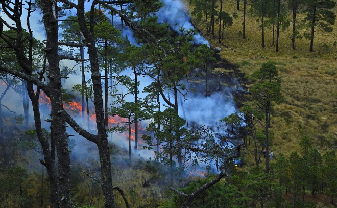 На тушение лесных пожаров в России потратят еще 24 миллиарда рублей