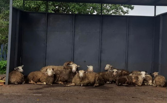 Стадо овец облюбовало остановку в Лужском районе