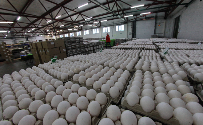 Производство яиц в Ленинградской области выросло на 10,4%