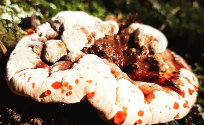 Любители «тихой охоты» показали самых странных представителей грибного  царства Ленобласти