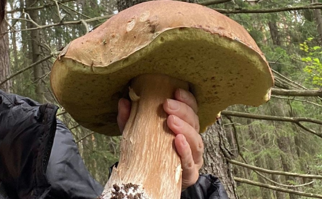 Любители тихой охоты обнаружили в одном из лесов Ленобласти "гриб-гигант"