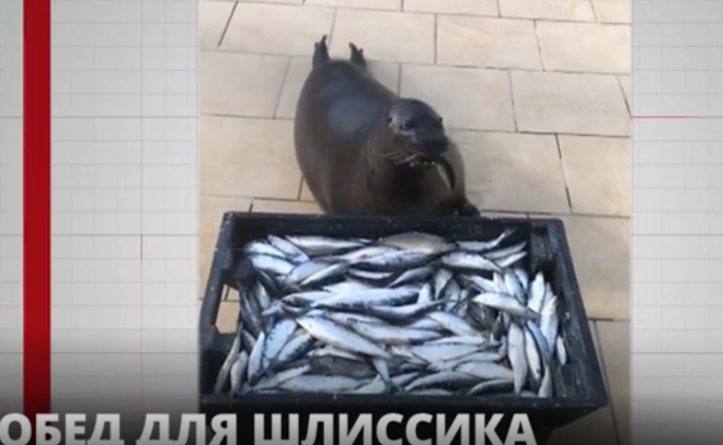 Центр помощи ластоногим поделился кадрами обеда тюленя Шлиссика