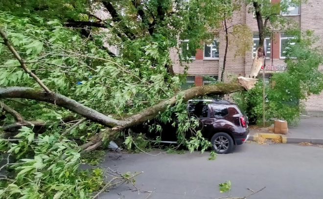 Упавшие деревья и светофоры: петербуржцы показывают последствия разбушевавшейся стихии