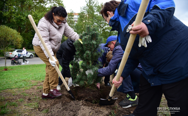 Ветераны высадили хвойные деревья в парке сосен в Сосновом Бору
