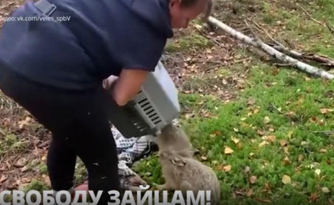 Центр помощи диким животным «Велес» выпустил на волю подопечных - юных зайчат