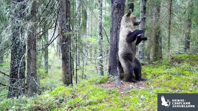 Чернолапый медведь потанцевал у двух деревьев в Нижне-Свирском заповеднике