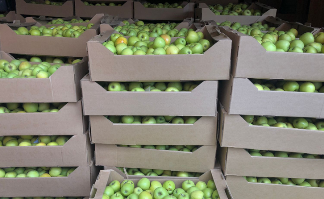 Крым подарил ленинградским детям 10 тонн яблок