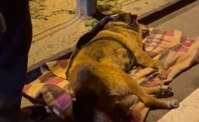 На КАД дорожники спасли раненую собаку