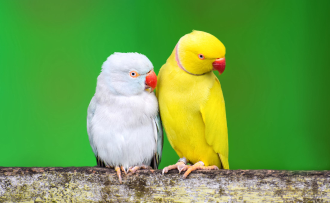Развод жителей Гатчинского района закончился смертью двух попугаев