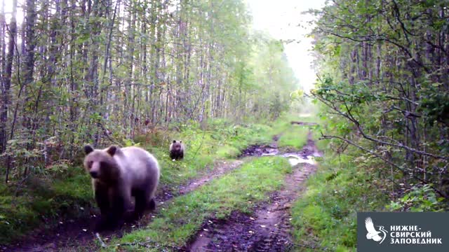 Медведица с косолапыми детенышами попала в объектив камеры в Нижне-Свирском заповеднике