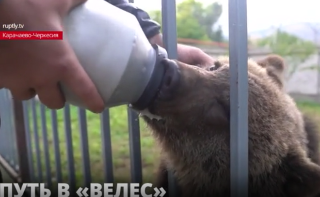 Медвежонок из Карачаево-Черкессии собирается в центр диких животных «Велес» Всеволожского района