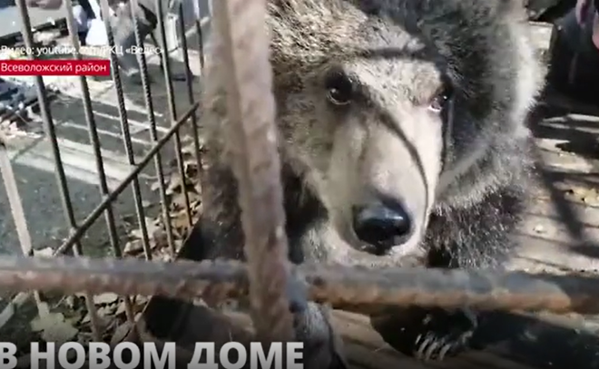Медвежонок из Карачаево-Черкессии приехал в центр диких животных
«Велес» Всеволожского района