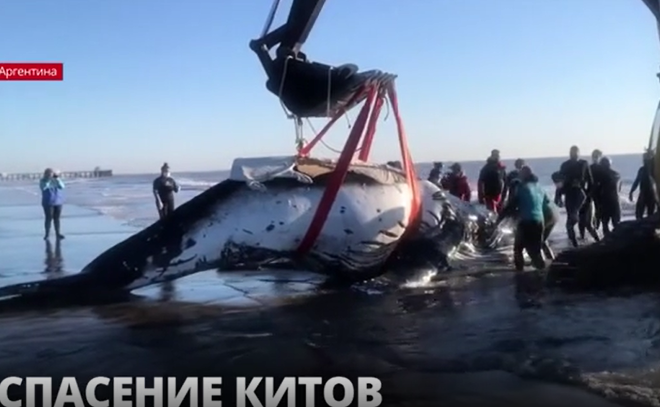В Аргентине спасли двух
выбросившихся на мель горбатых китов