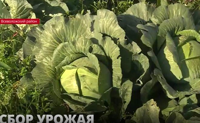 В Приневском собирают урожай капусты