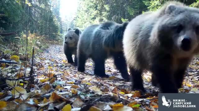 Многодетная медвежья семья из Ниже-Свирского заповедника гуляет на фоне осенней листвы