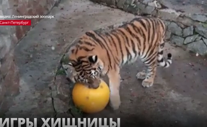 Ленинградский зоопарк поделился кадрами «тренировки с мячом» тигрицы Виолы