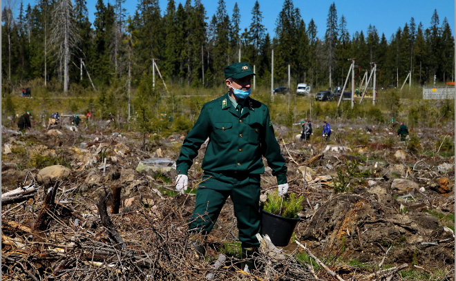 В Ленобласти высадили еще 1,5 тысячи га леса