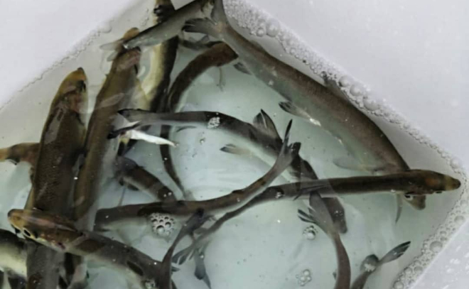 Рыба в Ладожском озере: виды, особенности, ловля