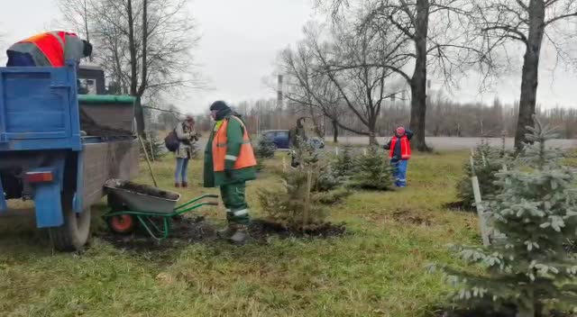 В Петербурге садовники подготавливают молодые саженцы к холодам