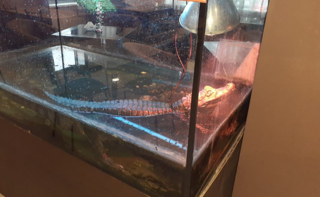 Зоозащитники пытаются вызволить кайманского крокодила из кафе во Всеволожске