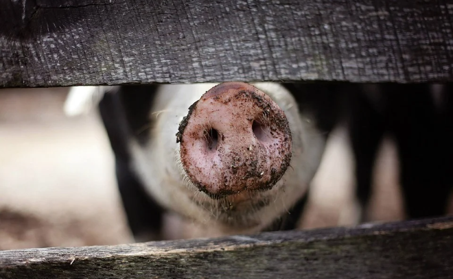 В полуфабрикатах из Ленобласти нашли геном африканской чумы свиней