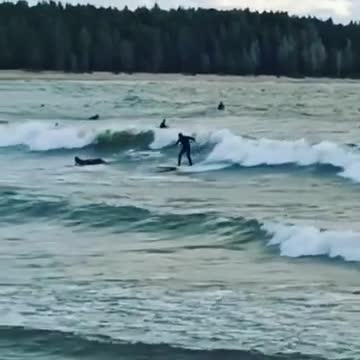 У Соснового Бора сотня серфингистов устроила заплыв в Финском заливе