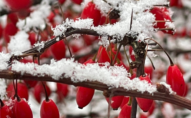 В Ленобласти заметили первые признаки зимы: новая неделя началась с заморозков