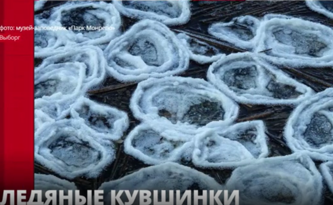 Ночные заморозки в Ленобласти принесли необычное
явление, напоминающее кувшинки изо льда
