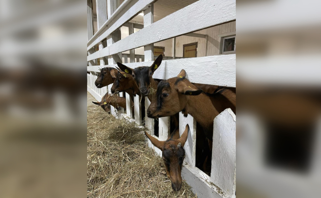 В Приозерский район прибыли 108 альпийских коз для будущего разведения