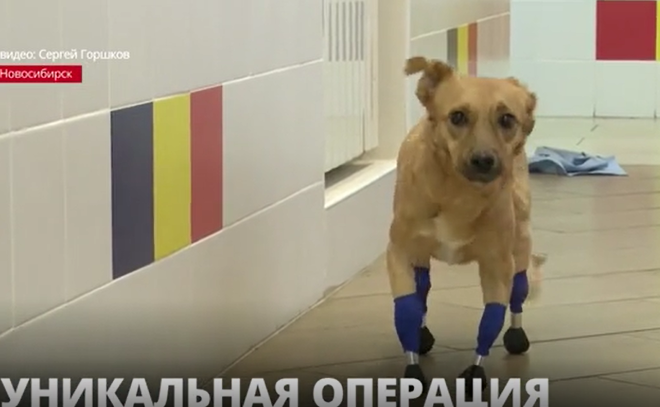 Новосибирские врачи впервые смогли установить бионические
титановые протезы на лапы собаке