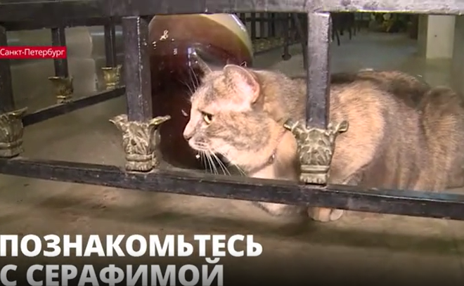 Петербуржцев познакомили с новой хранительницей
Петропавловской крепости - кошкой Серафимой