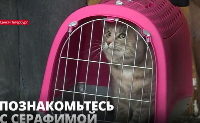 Новая хранительница музея кошка Серафима заступила на службу в
Петропавловской крепости