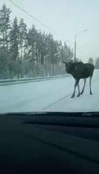 В Приозерском районе водители объезжали вставшего на дороге лося