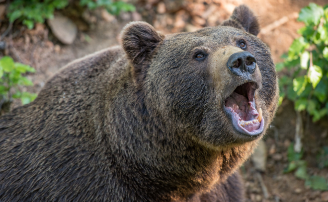 «Он уже людей поедает и кладбища раскапывает»: охотовед рассказал о нападении в Ленобласти бурых медведей