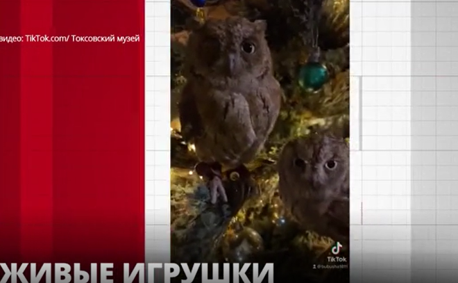 В Токсовском музее на новогоднее дерево усадили
живых сов
