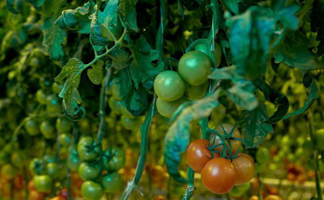 Во Всеволожском районе в два раза сократили срок цикла сбора томатов