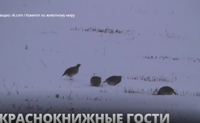 На снегу в Ленобласти теперь можно заметить краснокнижных серых куропаток