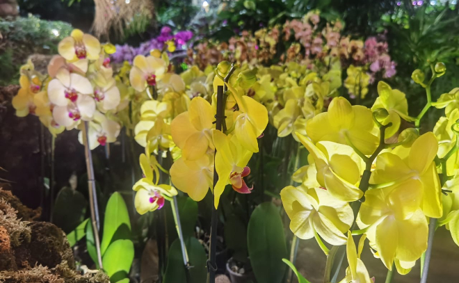 В Петербурге покажут более сотни видов орхидей