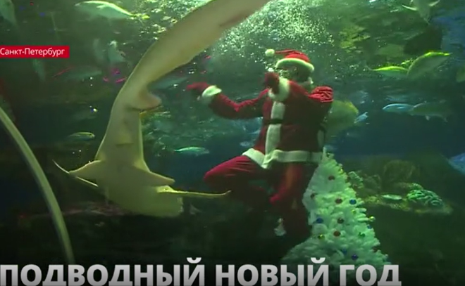 Посетители Петербургского океанариума смогут узнать, сколько времени Дед Мороз может провести под водой