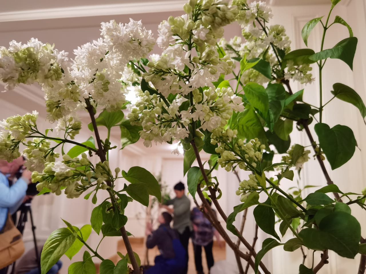 Впервые за более сотню лет в Царском Селе высадили любимые цветы императрицы Александры Фёдоровны